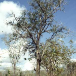 Blackwood Baum