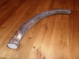 Mammut Stoßzahn     